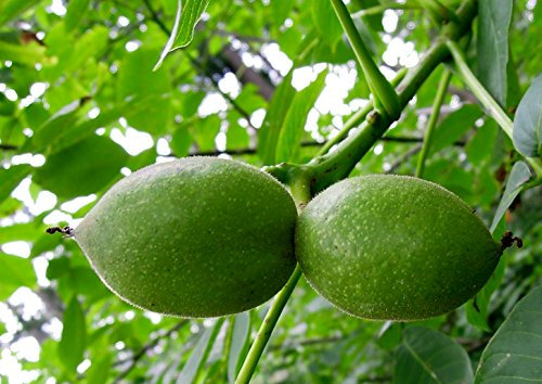 Walnuss - Juglans regia, Höhe: 150-160 cm inklusive des Topfes + Dünger