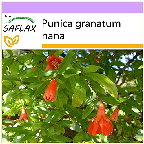 SAFLAX - Zwerg - Granatapfel - 50 Samen - Punica granatum nana