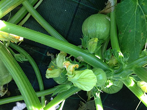 SEMI ZUCCHINA TONDA TOSCANA