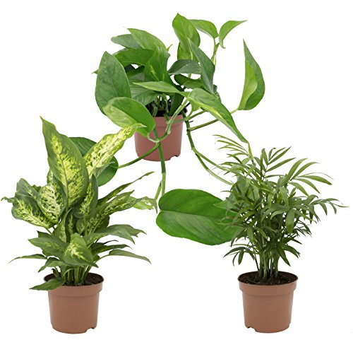 Dominik Blumen und Pflanzen, Zimmerpflanzen Tropic-Trio, Efeutute, Zimmerpalme und Dieffenbachia