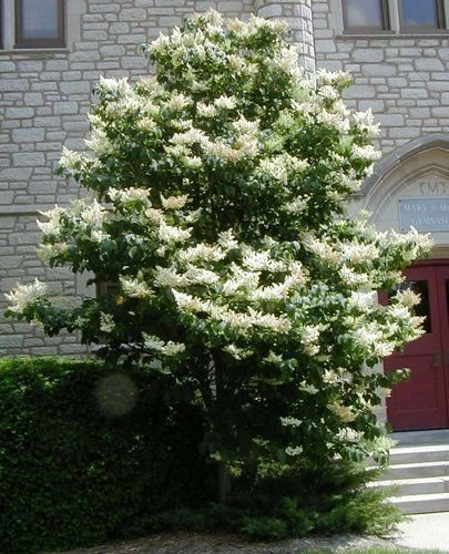 Plus de 40 GRAINES JAPONAIS LILAS TREE/VIVACES HARDY/PLUS PUISSANT LOVELY PARFUMS