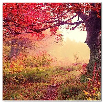 banjado Magnettafel 50 x 50 cm/Magnetwand aus Metall/Magnetpinnwand als Memoboard/Pinnwand Magnettafel Küche, Büro, Kinderzimmer inkl. 4 Magnete & Montageset - Motiv Lichtung Im Herbst