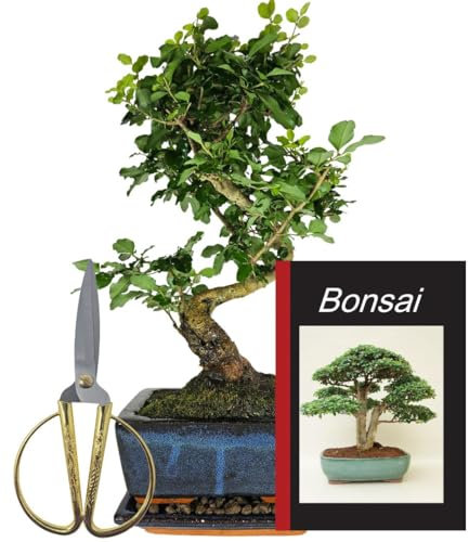 Genki-Bonsai Starterset – Chinesischer Liguster ca. 30 cm – Bonsai Komplettset mit Schere, Untersetzer, Bonsaibuch – pflegeleichter Indoor-Bonsai für Anfänger & Fortgeschrittene