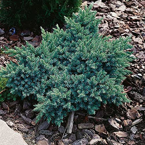 Blauer Zwerg-Wacholder 'Blue Star'