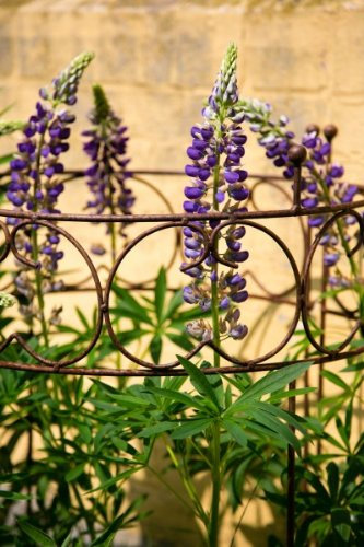 2-teiliger Staudenhalter Metall rund, Strauchhalter, Rankgerüst, ROST/Roheisen,