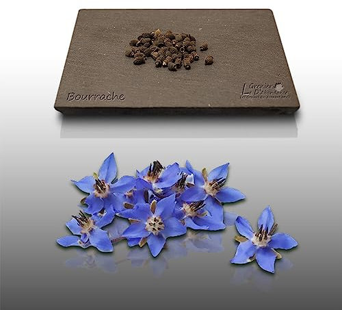 100 graines Aromatiques à semer - Le Grenier d'Abondance - BOURRACHE - Borago officinalis