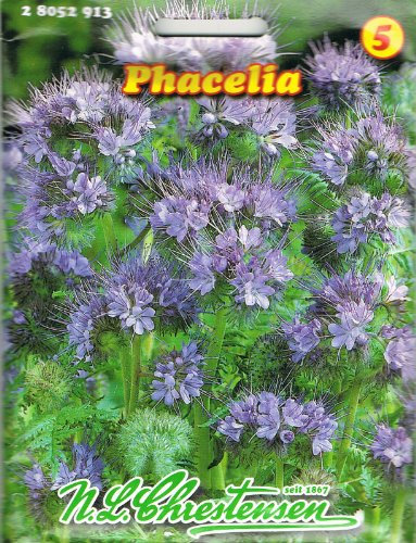 Phacelia Bienenweide ,Gründüngung