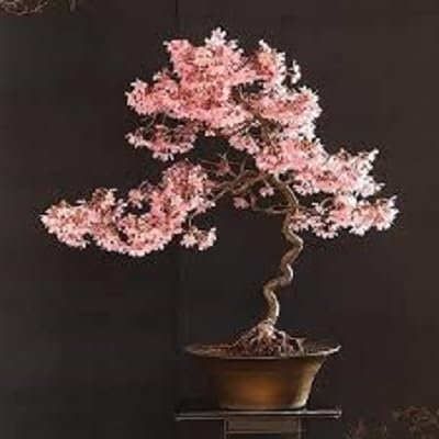 10 Japanische blühende Kirschblüten-Bonsai Samen, exotische und seltene Sakura Bonsai Samen