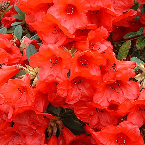 1 X Rhododendron 'Elizabeth' Evergreen Bushy Shrub Hardy Garden Plant in Pot