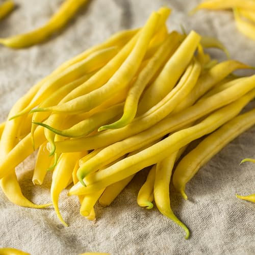 PREMIER SEEDS DIRECT - Climbing Yellow Bean - Kentucky Wonder Wax - 100 Seeds