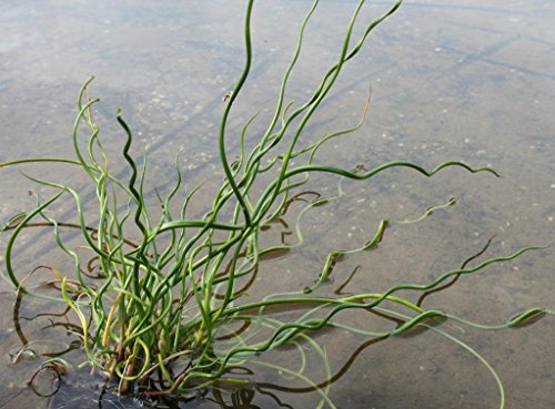 WASSERPFLANZEN WOLFF - Juncus effusus 'Spiralis'- Korkenzieherbinse - Liebeslocke - 4er-Set im Gratis-PFLANZKORB -