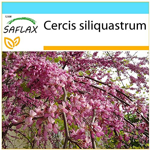 SAFLAX - Presentförpackning - Älskar Träd/Hjärtaträd - 60 Frön - Med presentförpackning, kort, etikett och pottsubstrat - Cercis siliquastrum