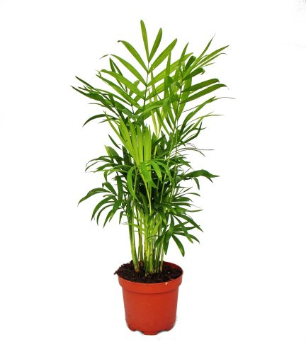 Chamaedorea elegans Bergpalme 3 Pflanzen 12cm Topf