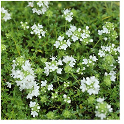 Thyme Snowdrift herb Plant Aromatic Leaves White Flowers Summer Loved by Bees Ground Cover 9cm Pot