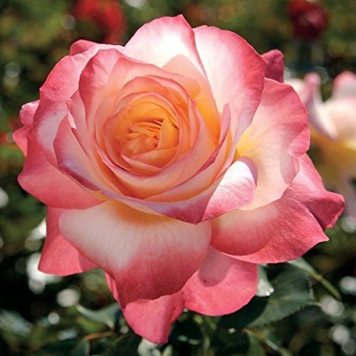 Müller Münchehof GmbH Edelrose/Teehybrid in div. Farbnuancen Farbe Rot