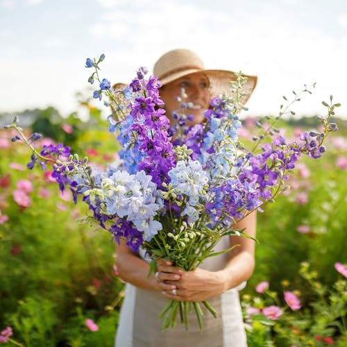 Eden Brothers Rocket Larkspur Seeds - Imperial Mix