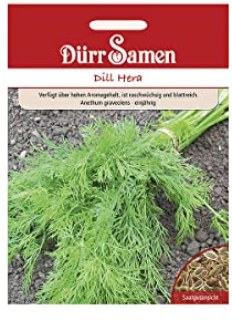 Dill Samen Hera Blattreich Dillsamen ca 1500 Korn Küchenkräuter Kräutersamen Saatgut Balkon Garten Hochbeet Kübel Dürr Samen