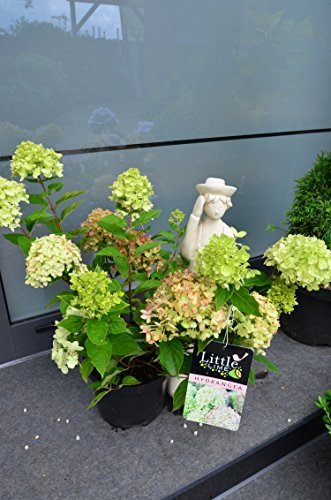 Rispenhortensie Hydrangea paniculata Little Lime ® 30-40 cm im 3 Liter Pflanzcontainer