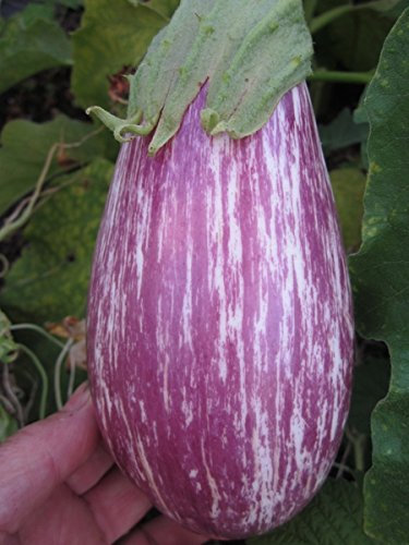 Italian Heirloom Heritage Aubergine Eggplant Seeds. LISTADIA Gandia. Certified Organic Grower
