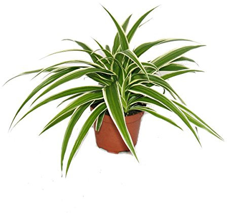 Exotenherz - Chlorophytum - Grünlilie - Brautschleppe - 9cm Topf - Zimmerpflanze