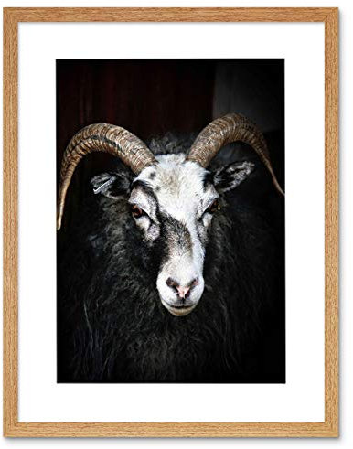 Wee Blue Coo RAM SHEEP FACE CLOSEUP BLACK WHITE HORNS PHOTO FRAMED ART PRINT PICTURE F12X1030