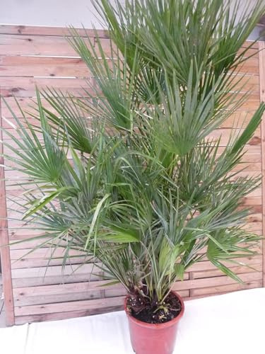 [Palmenlager] XXL Chamaerops humilis - Zwergpalme - 170 cm - großer 32 cm Ø Pot
