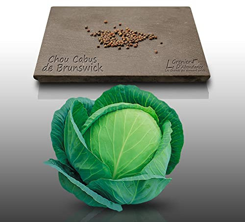 100 graines à semer - Le Grenier d'Abondance - CHOU CABUS - de Brunswick - Brassica oleracea