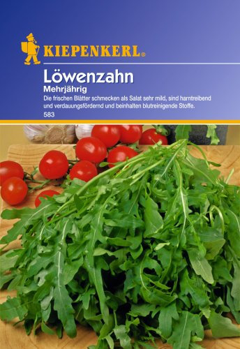 Löwenzahn mehrjährig