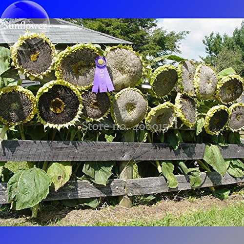 Mongoli Semi di girasole gigante, 20 semi, cimelio commestibile girasoli ornamentali E3564