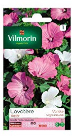 Vilmorin - Sachet graines Lavatère à grande fleur variée