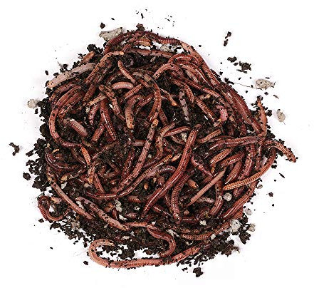 natursache I Futterwürmer Set - Mittelgross - für die Aufzucht von Fischen, Vögeln, Amphibien, Reptilien und Säugetieren (0,5 kg)