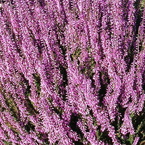 Calluna vulgaris Semilla, brezo escocés, una cubierta de tierra de hoja perenne o arbusto bajo.