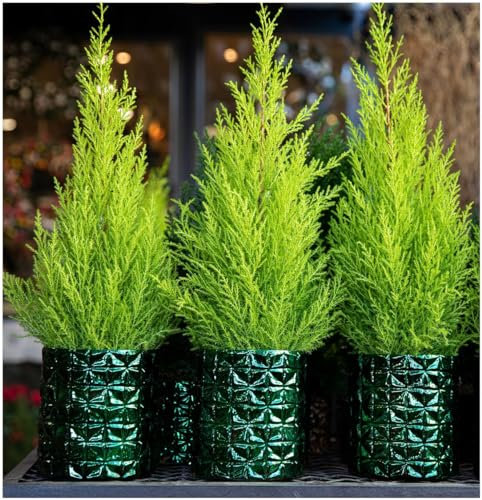 GrowOn Shrubs [x8] Dwarf Conifer Cupressus Macrocarpe 'Wilma' Goldcrest Lemon Cypress | Multi-Pack | Evergreen Shrubs | Outdoor Garden Ready Plants
