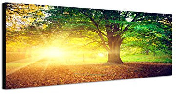 Augenblicke Wandbilder Keilrahmenbild Wandbild 150x50cm Bäume Park Herbst Blätter Sonnenstrahlen