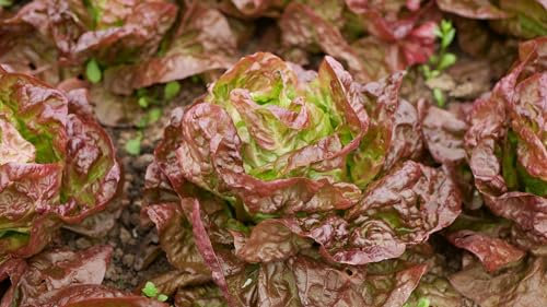 Just Seed - Organic Vegetable - Lettuce - Marvel of Four Seasons - 100 Seeds - Economy Pack