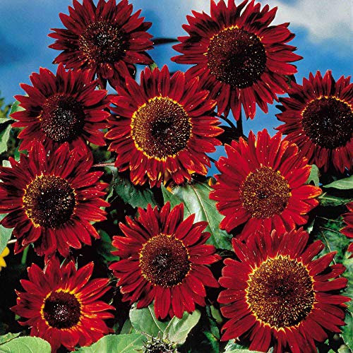 Suttons Sunflower Seeds - Ruby Sunset, Sunflower Seeds, Helianthus ANNUUS, Flower Seeds, Packet Content 20 Seeds, Grow You own, Ideal for Greenhouse, beds and Borders