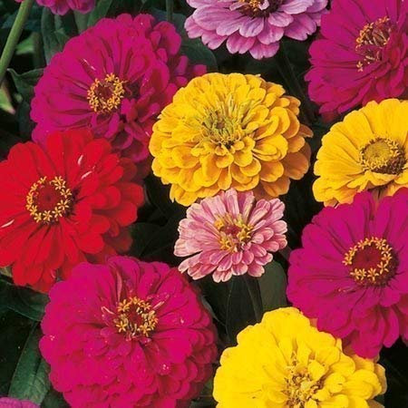 Seekay Zinnia Géant Dahlia Fleuri Mélange - 150 Graines - Fleur Annuelle