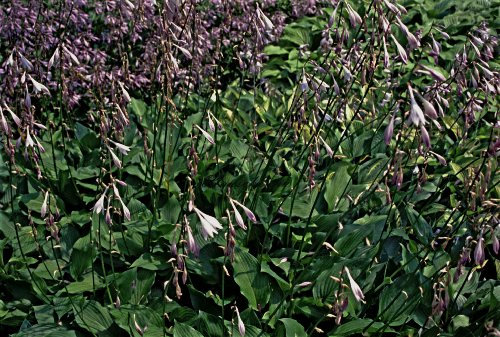 Staudenkulturen Wauschkuhn Hosta Hybr. 'Sweet Susan' - Funkie - Staude im 11cm Topf