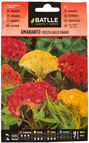 Batlle – Semi di Fiori – Amaranto (Cresta di Gallo)