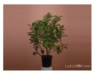 Viburnum Lucidum M-17