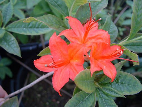 Cumberland Azalea, Rhododendron Cumberlandense, 20 semillas