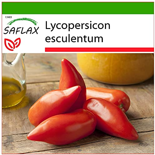 SAFLAX - Tomate - Andenhorn/Cornue des Andes - 10 Samen - Mit keimfreiem Anzuchtsubstrat - Lycopersicon esculentum