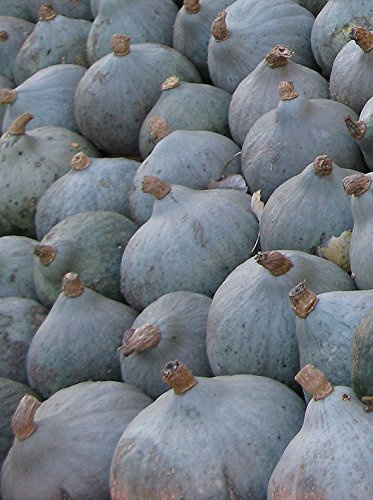 Seedeo Kürbis Blue Ballet (Cucurbita maxima Duch.) 7 Samen BIO