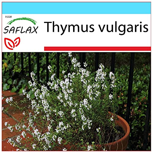 SAFLAX - Set regalo - Tomillo - 200 semillas - Con caja regalo/envío, etiqueta para envío, tarjeta de felicitación y sustrato de cultivo y fertilizante - Thymus vulgaris