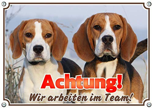Petsigns Hunde Warnschild - Beagle - Achtung! Wir Arbeiten im Team!, DIN A4