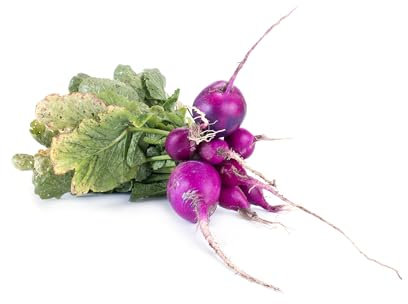 Just Seed - Vegetable - Radish - Malaga Violet - 600 Seeds - Economy Pack