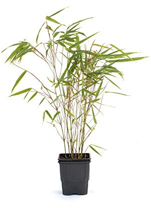 Bambus Fargesia rufa winterhart, immergrün und schnell-wachsend, 30/40 cm hoch, im Topf (1)