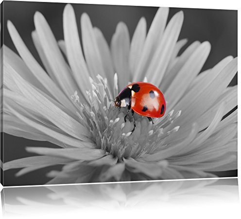 Pixxprint rot leuchtender Marienkäfer auf Blüte B&W, Größe: 80x60cm, Leinwandbild, fertig gespannt, Wandbild, Dekoration, Kunstdruck, kein Poster