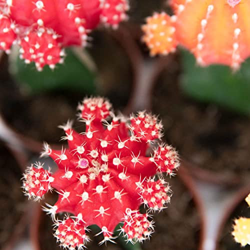 Exotenherz - Gymnocalycium mihanovichii - Erdbeerkaktus - rot - 8,5cm Topf
