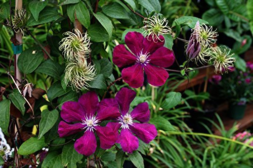 Waldrebe Clematis Hybride 40-60 cm Kletterpflanze winterhart